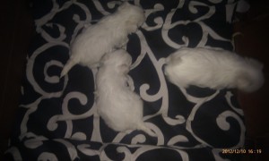 white male and female maltese puppies for sale