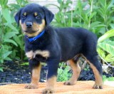 Adorable Rottweiler puppies for Adoption