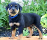 Adorable Rottweiler puppies for Adoption