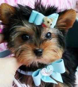 Lovely Yorkie Puppies for adoption=