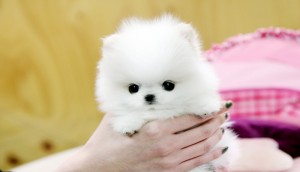 Awesome Teacup Pomeranian puppies for caring homes.