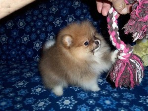 extremely cute and potty train tinny teacup Pomeranian puppies for Christmas contact asap with cell number so we can rich you as