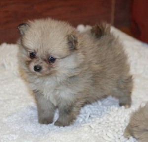 Joy Bringer tinny teacup Pomeranian puppies for Christmas contact asap with cell number so we can rich you asap.