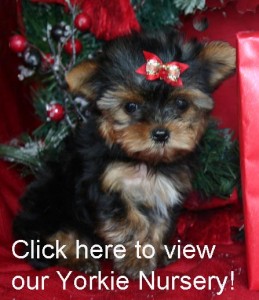 Gorgeous Christmas male and female teacup yorkie  puppies for adoption to good loving and caring homes