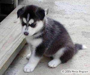 ****wow Healthy Siberian Husky Puppies For Pet Lovers***