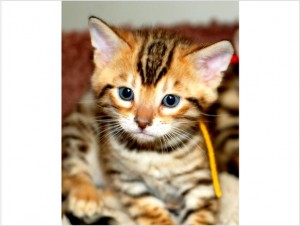 Tica Reg. Bengal Kitten for X-Mass