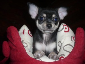 cute looking chihuahua puppies for sale