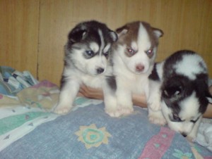 11 weeks old siberian huskies for re-home