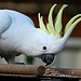 Umbrella or White Cockatoo for Adoption