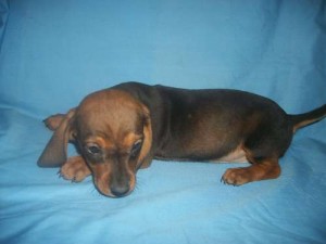 cutes dachshound female