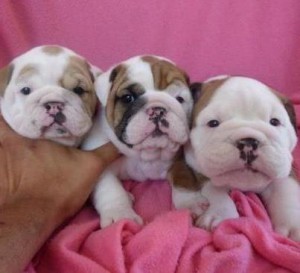 English Bulldog puppies for Christmas !