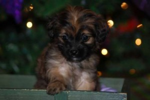 male and female yorkie poo