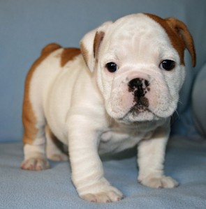 Cute, Pretty And  Trained English Bulldogs Available For Rehoming