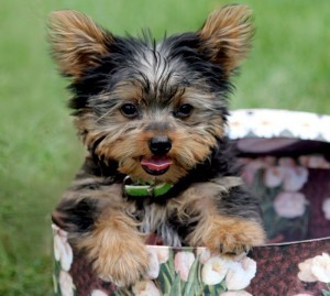 charming and adorable lovely male and female Yorkshire terrier