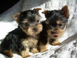 Yorkie puppies available for  adoption