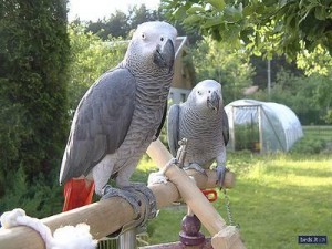 Lovely African Grey Parrots Ready For A New Home