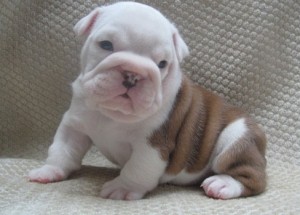 Top Quality Christmas Adorable English Bulldog Puppies for x mas.