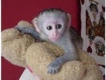 capuchin monkey for free adoption