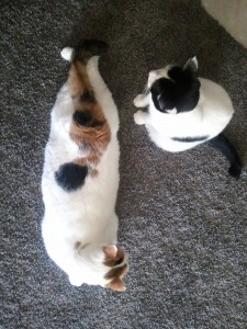 2 Female cats!