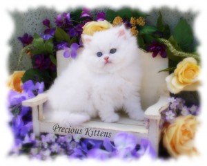 ADORABLE PERSIAN KITTENS FOR ADOPTION THIS X MASS.