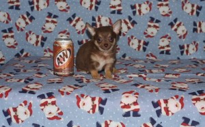 2 stunning KC Reg Chihuahua Teacup Puppies Male and Fem...