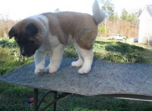 adorable akita puppies for sale and Xmas