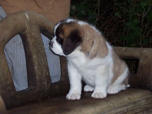 Adorable and very cuddly Saint Bernard puppies are available for pick.up