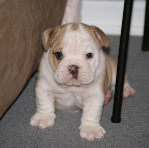 Oustanding male and female bulldogpuppy for adoption and rehoming 8weeks