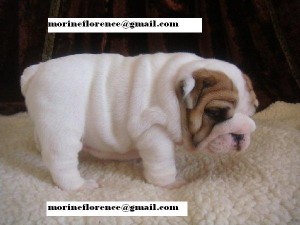 English Bulldog Puppies For Adoption Contact Me Using The Email Address In the Picture