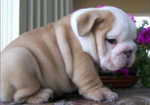 Gorgeous X.mas english bulldog puppies for free. to good homes...