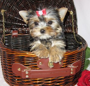 Healthy &amp; Well trained  T-cup Yorkies For Christmas