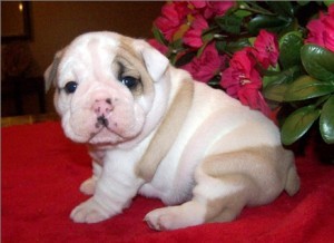 Christmas  male and female English Bulldog puppies available for Free adoption