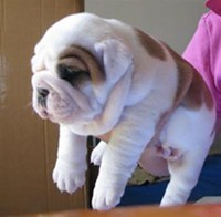 Male and female English Bulldog puppies available