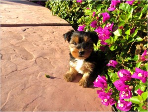 * micro Teacup Yorkie PUPPIES * (647) 794-7551