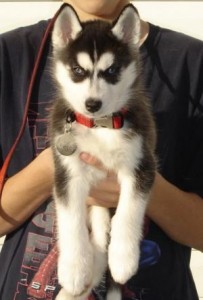 SIBERIAN HUSKY PUPPIES FREE NOW.