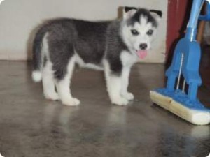 Free AKC Registered siberian huusky For Adoption