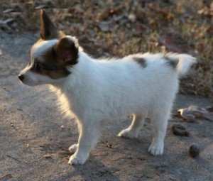 Christmas Papillon puppies for you this Xmas.contact with cell phone number# asap.