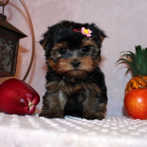 Marvelous Yorkie Puppies