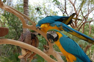 Angel - Blue and Gold Macaw Parrots Ready