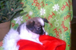 potty train Papillon puppies for you this Xmas.contact with cell phone number# asap.