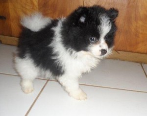 Awesome Purebreed Pomeranian Puppies Available for X-Mas