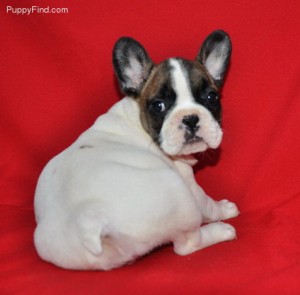 Cute and Outstanding french bulldog puppies available for X-mas