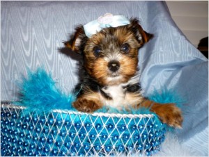 beautiful Yorkie Puppies...text on  (647) 794-7551