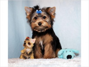 Yorkie Puppies..text me on (647) 794-7551