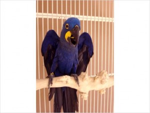 Hyacinth Macaws....(647) 794-7551