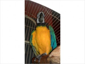 blue and gold macaws..text me on (647) 794-7551