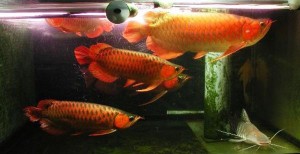 RTG Arowana, Golden Arowana and many others Available on sales now