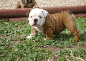 Pure Breed English Bulldog Puppies availble