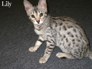 Bengals Tica Registered