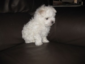 Wow Dont Miss!!! $95 Male $95  Female Maltese Puppies For Adoption!!!